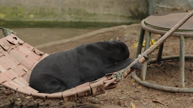 Malayan Sun Bear Resting on Hammock in Relaxed Position
