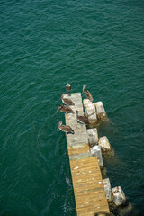 Fototapeta premium Brown pelicans resting on wooden ocean pier. High angle perspective of aquatic birds sitting on weathered dock planks surrounded by deep green sea ripples.