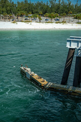 Fototapeta premium Pelicans resting on wooden dock structure over ocean water.. Brown birds sit on weathered planks near white sand beach and coastal trees.
