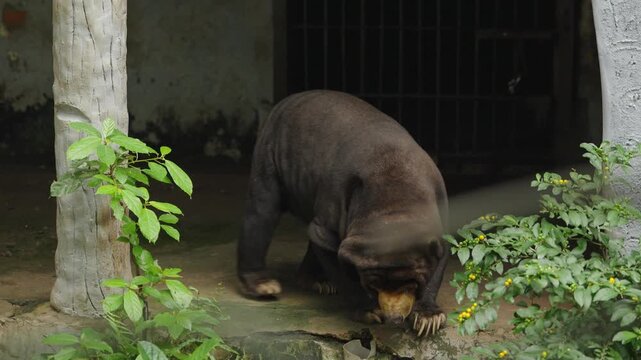 Malayan Sun Bear Resting on Rock in Shaded Setting