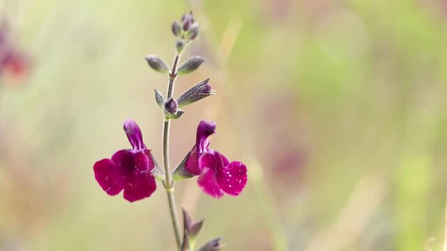 Close-up of lilac-violet flowers of currant sage, Salvia microphylla gently blowing in the wind, red-pink flowers and buds up close, light green background
