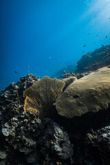 Backlit golden yellow sea fan gorgonian illuminated by sunlight on coral reef. © PIPE DIVE UNDERWATER