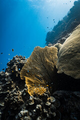 Backlit golden yellow sea fan gorgonian illuminated by sunlight on coral reef. © PIPE DIVE UNDERWATER
