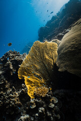 Backlit golden yellow sea fan gorgonian illuminated by sunlight on coral reef. © PIPE DIVE UNDERWATER