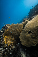 Backlit golden yellow sea fan gorgonian illuminated by sunlight on coral reef. © PIPE DIVE UNDERWATER