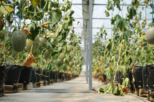 Interior of a modern greenhouse featuring rows of healthy melon plants growing in a controlled environment. Sustainable farming and greenhouse cultivation.