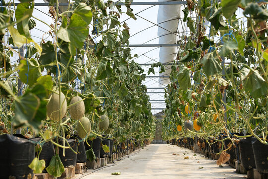 Interior of a modern greenhouse featuring rows of healthy melon plants growing in a controlled environment. Sustainable farming and greenhouse cultivation.
