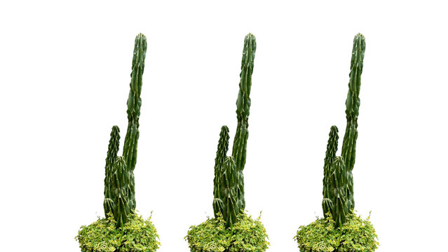 Three isolated Cereus repandus cactus plants with green foliage on transparent background