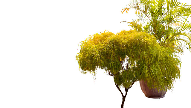 A horizontal photo of a Polyscias fruticosa plant and a palm plant in a brown pot, isolated on transparent background for design and graphic use.