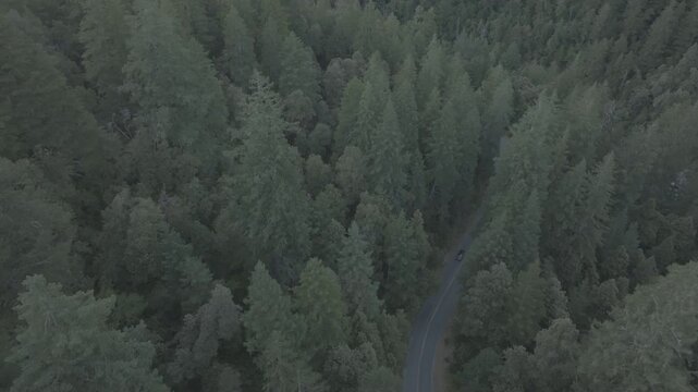Raw untrimmed aerial drone take over forest &mdash; take 1