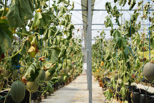 Interior of a modern greenhouse featuring rows of healthy melon plants growing in a controlled environment. Sustainable farming and greenhouse cultivation.
