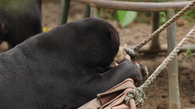Malayan Sun Bear Resting Peacefully on Hammock
