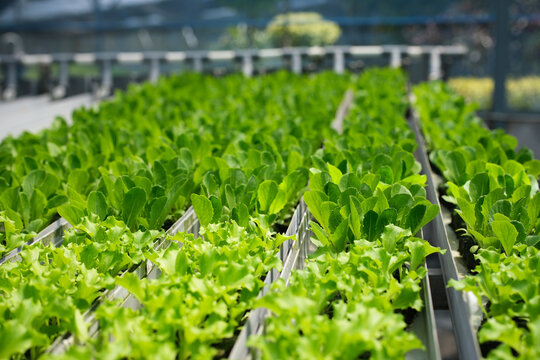 Rows of mustard green seedlings in a water porogram growing through a hydroponic system. Rows of bright green mustard seedlings growing in a hydroponic system, neatly arranged in channels inside a gre