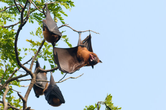 group of fruit bat hanging in a tree