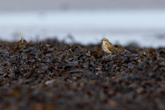 water pipit (anthus spinoletta) of scandinavian subspecies littorali searching for insects in seaweed at the beach during autumn migration, found at Fehmarn at the Baltic Sea in Germany