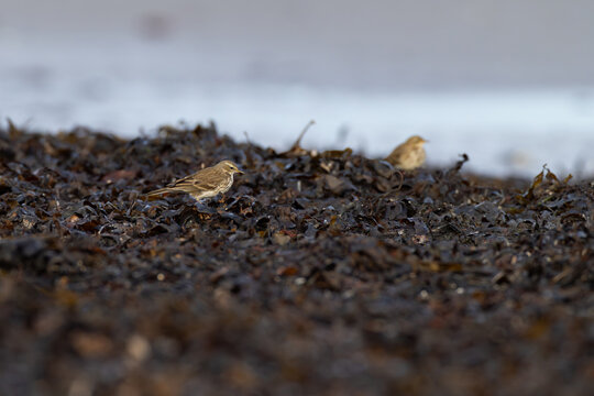 water pipit (anthus spinoletta) of scandinavian subspecies littorali searching for insects in seaweed at the beach during autumn migration, found at Fehmarn at the Baltic Sea in Germany