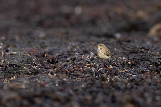 water pipit (anthus spinoletta) of scandinavian subspecies littorali searching for insects in seaweed at the beach during autumn migration, found at Fehmarn at the Baltic Sea in Germany