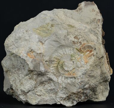 Fossilized ammonite shell in natural limestone rock macro shot isolated on black background, detailed prehistoric paleontology specimen in 31 megapixel resolution.