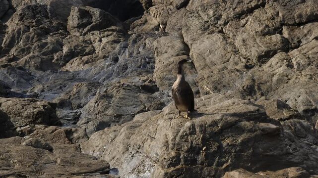 Cormorant fledgling (Phalacrocorax carbo) on a rock ledge beside the sea in Cornwall, UK.