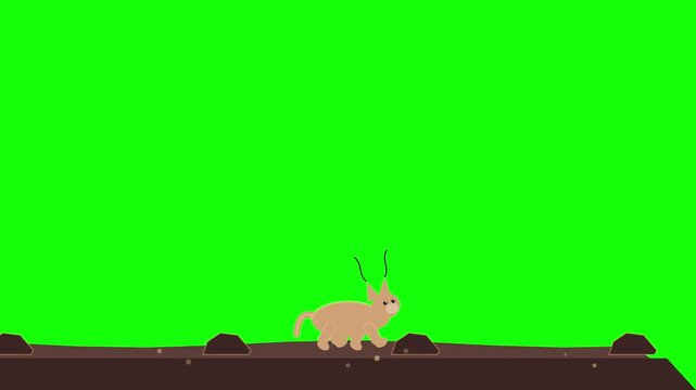 Vector 2D animation of a cute beige cat walking across a brown surface on a green screen background