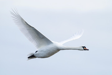 adult Mute Swan (Cygnus olor) in flight, found at Fehmarn at the Baltic Sea in Germany © Mathias Putze