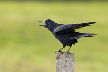 loud and noisy calling adult rook (Corvus frugilegus) perching on a pole, found at Fehmarn at the Baltic Sea in Germany © Mathias Putze