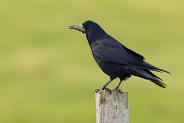 adult rook (Corvus frugilegus) perching on a pole, found at Fehmarn at the Baltic Sea in Germany © Mathias Putze
