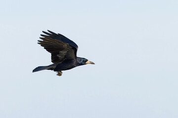 adult rook (Corvus frugilegus) in flight, found at Fehmarn at the Baltic Sea in Germany © Mathias Putze
