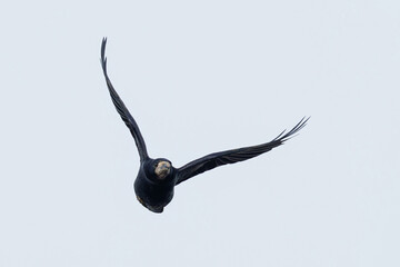 adult rook (Corvus frugilegus) in flight, found at Fehmarn at the Baltic Sea in Germany © Mathias Putze