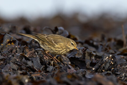 European rock pipit (Anthus petrosus) searching for insects in seaweed at the beach during autumn migration, found at Fehmarn at the Baltic Sea in Germany