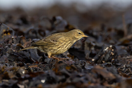 European rock pipit (Anthus petrosus) searching for insects in seaweed at the beach during autumn migration, found at Fehmarn at the Baltic Sea in Germany