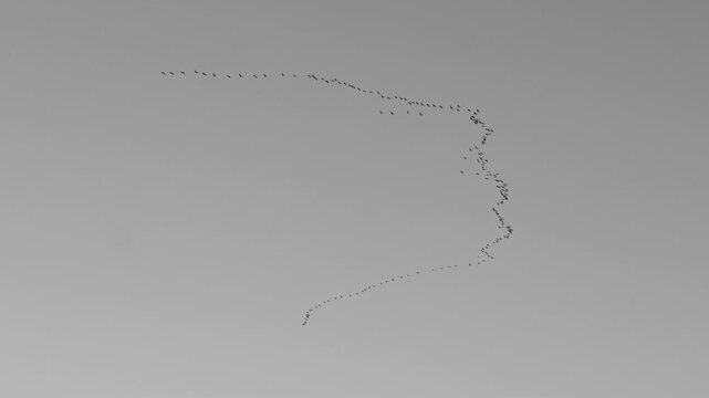 Horizontal shot of a flock of cranes flying in formation against a monochrome sky. Wildlife, migration, and minimalist nature concept