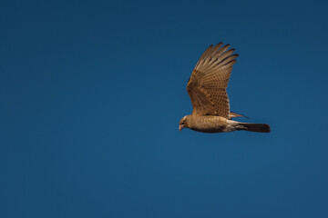 Obraz premium Bird soars against vivid blue sky