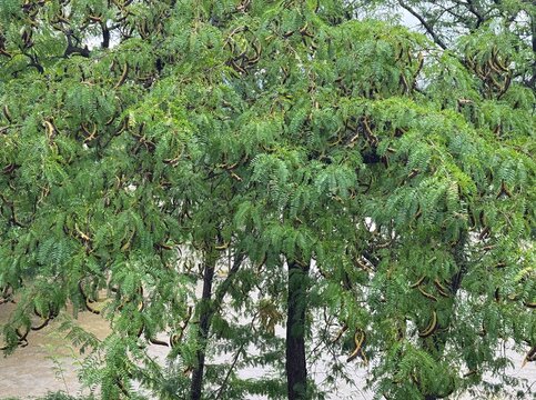 A lush green Honey Locust tree (Gleditsia triacanthos) laden with dangling seed pods, showcasing fine pinnate foliage in a natural park setting on a bright day.