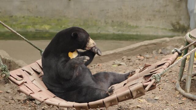 Malayan Sun Bear Grooming Raised Paw While Relaxing on Hammock