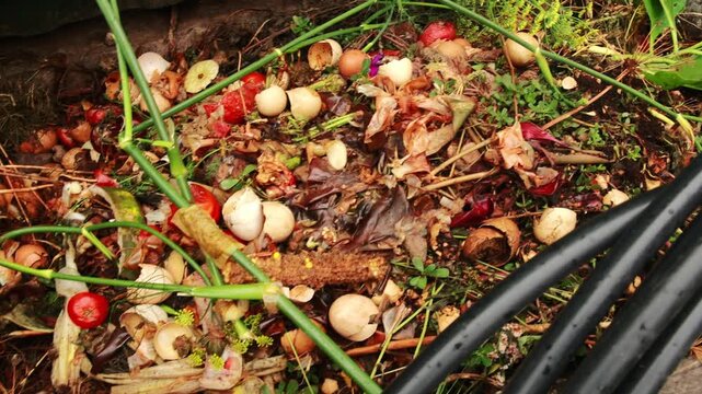 Horizontal pan shot of an organic compost pit filled with vegetable scraps, eggshells, and green plant stems. Agriculture and waste recycling concept