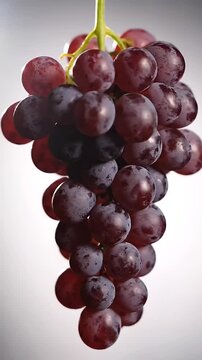 Clusters of vertical grapes show rich colors and shiny surfaces in a close view