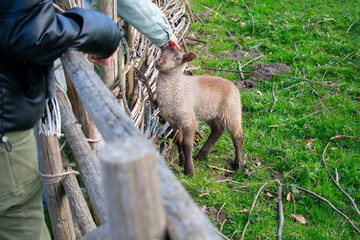 People pet a sheep in a farm © Fulian