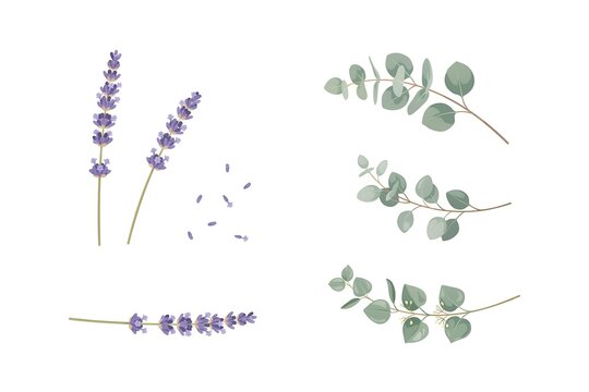 Lavender Sprigs and Eucalyptus Branches Botanical Illustration Set Isolated on White Background for Decorative Design