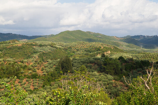 Stunning panoramic view of green hills covered with traditional olive tree orchards in Peta,Arta,Epirus, Greece.
