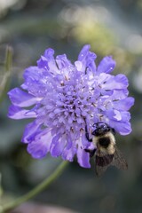 Bumblebee on a purple button flower.  © C Love