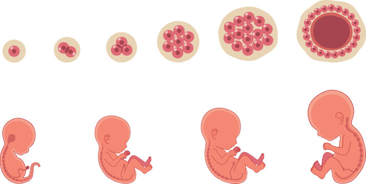 Vector diagram showing human embryonic development stages from cell division zygote to growing fetus pregnancy infographic