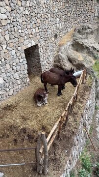 Farm with mules on a mountain terrace on the Amalfi Coast, Campania, Italy