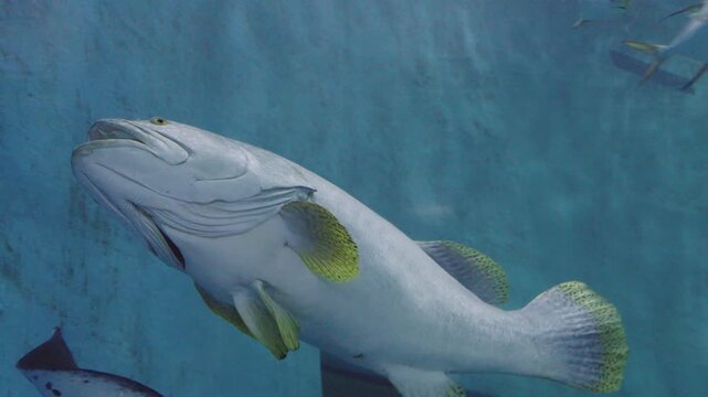 A large grouper fish swimming vertically against a blue aquarium wall, showing its white underbelly and yellow speckled fins. Unique underwater perspective of marine life in a tank setting.