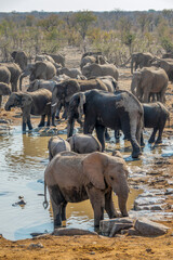 Large herd of elephants drinking at Halali waterhole in Etosha National Park, wildlife safari and game drive in Namibia, Africa © Delphotostock