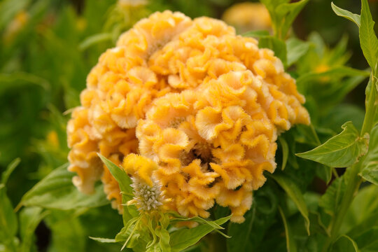Yellow Celosia argentea variety cristata &lsquo;Chief Gold&rsquo; , also known as cockscomb in flower.