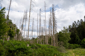Durch Borkenkäfer abgestorbene Fichten im Kirnitzschtal bei Hinterhermsdorf 1 © Holger W. Spieker