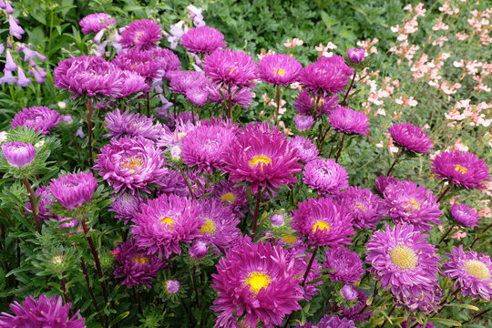 Purple Callistephus chinensis, China Aster &lsquo;Tower Violet&rsquo; in flower.