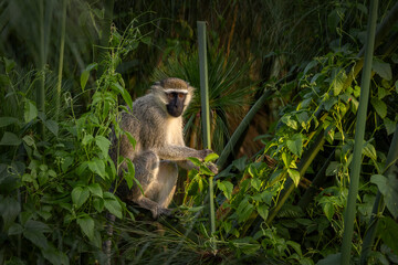 Vervet monkey sitting and feeding in lush green vegetation, surrounded by dense foliage in its natural African habitat. © zdenek