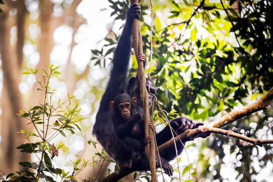 Common chimpanzee hanging from a rope with its baby, displaying natural maternal behavior and strong family bonds in a lush African habitat.